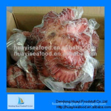 IQF whole frozen octopus seafood